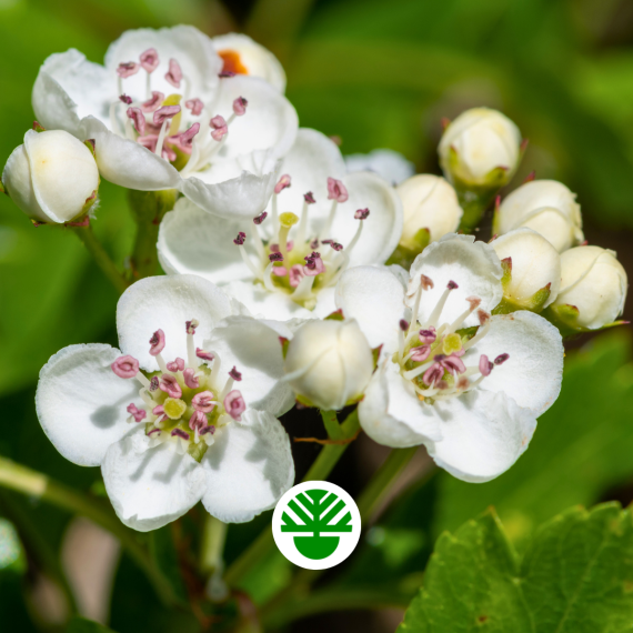 Crataegus Păducel arbusti foiosi ramuri frunze flori