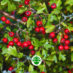 Crataegus Păducel arbusti foiosi ramuri frunze flori fructe
