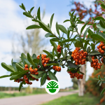 Crataegus Păducel arbusti foiosi ramuri frunze fructe flori