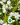 Deutzia gracilis
