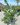 ilex